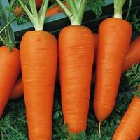 Семена моркови "Шантане" 2461 2гр /Аэлита/ (20) Белый пакет