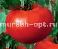 Семена томата "Белый налив" 241 0,15гр /Аэлита/ (20) Белый пакет - купить в Тамбове