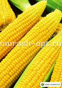 Семена кукурузы "Лакомка Белогорья" 2гр /Гавриш/ (20) Белый пакет - купить в Тамбове