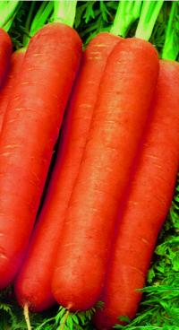 Семена моркови "Витаминная" 6 2гр /Аэлита/ (20) Белый пакет