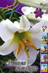 Луковица цветов лилии "Регале Албум" 5шт (1)