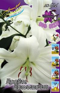 Луковица цветов лилии "Брайт Бриллиант" 5шт (1)