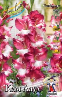 Луковица цветов гладиолуса "Кам Лауд" 7шт (1)