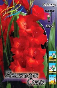 Луковица цветов гладиолуса "Хантинг Сонг" 8шт (1)