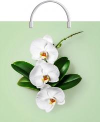 Пакет с пластиковой ручкой "Фотопечать" Орхидея на салатовом 36*37см 100мкм ПВД (10/100)