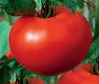Семена томата "Белый налив" 241 0,15гр /Марс/ (20) Белый пакет