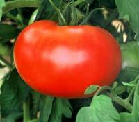 Семена томата "Волгоградский" 5/95 0,15гр /Марс/ (20) Белый пакет