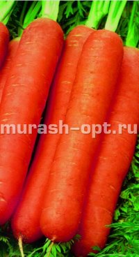 Семена моркови "Витаминная" 6 2гр /Аэлита/ (20) Белый пакет - купить в Тамбове