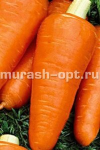 Семена моркови "Курода Шантане" 2гр /Аэлита/ (20) Белый пакет - купить в Тамбове