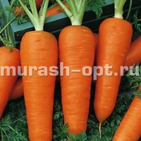 Семена моркови "Шантане" 2461 2гр /Марс/ (20) Белый пакет - купить в Тамбове