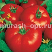 Семена томата "Волгоградский" 323 0,15гр /Аэлита/ (20) Белый пакет - купить в Тамбове